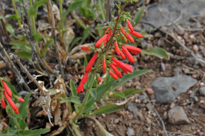 Firecracker Penstemon has green narrow basal leaves and hanging red flowers toward the upper end of the stem. This species readily attracts hummingbirds. Penstemon eatonii Firecracker Penstemon has green narrow basal leaves and hanging red flowers toward the upper end of the stem. This species readily attracts hummingbirds. Penstemon eatonii